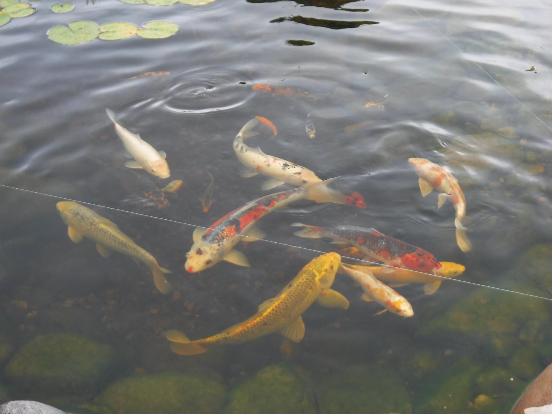 Pond-colorado-16-072